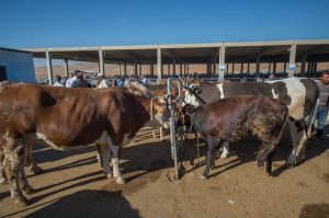 وزارة الزراعة التركية تجهز 5 ملايين أضحية لذبحها خلال عيد الاضحى