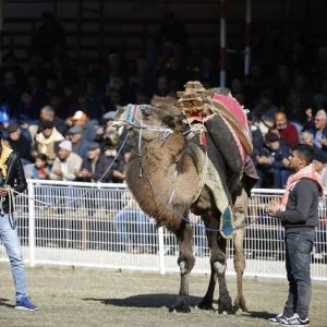 بالصور انطلاق أكبر مسابقة مصارعة جمال في منطقة المتوسط بمدينة أنطاليا التركية