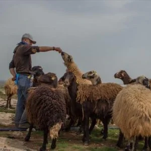 مربو المواشي الرحل بتركيا يتنقلون في الفصول الأربعة