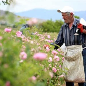 تنتج 65% من زيت الورد في العالم.. انطلاق موسم حصاد الورود في إسبرطة التركية