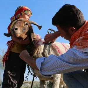 رعاة أتراك يستعدون لسباق “عبور الخراف النهر”