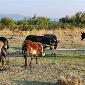 “حليب الحمير”.. مصدر رزق أسرة تركية