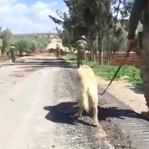 فيديو | بمساعدة الكلاب المدربة.. هكذا يقوم الجيش التركي بتنظيف عفرين من الالغام