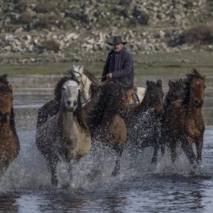 بالصور | خيول الأناضول البرية محط اهتمام هواة التصوير