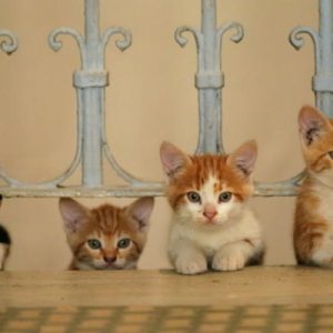 فيلم “kedi” التركي.. كل قطط العالم في إسطنبول