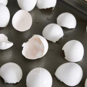 استخدامات مذهله غير متوقعة لقشور البيض في المنزل