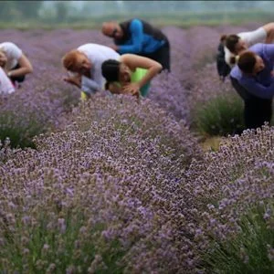 اليوغا في حقول الخزامى.. سياحة بيئية تركية