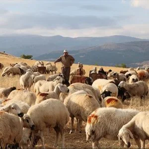 التركي “أوغورلو”.. من راعٍي للأغنام إلي رئيس بلدية