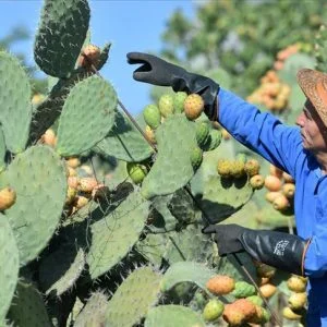 “لسان الحماة” يزدهر صيفا في مرسين التركية