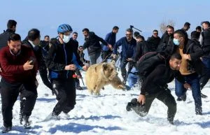 فيديو .. دببة تهاجم عشرات العراقيين