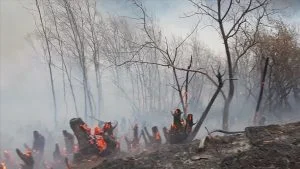 حرائق في غابات جنوب وغرب تركيا والأسباب ما تزال مجهولة